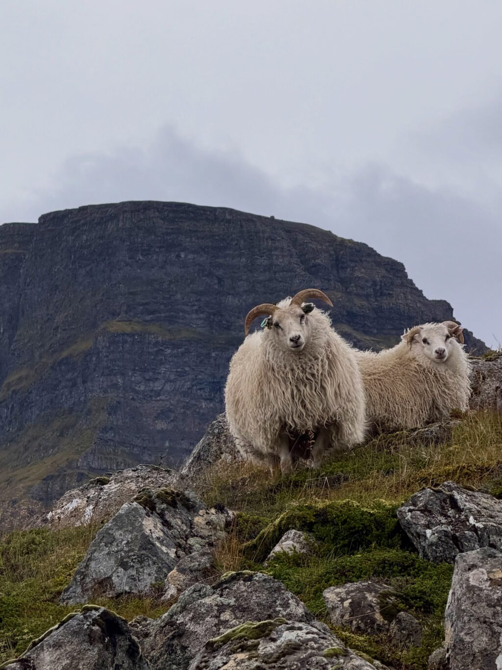 Var ég búin að segja ykkur frá fjöllunum mínum? Eða dalnum? Nú jæja, þá verðið þið bara að þola enn eina myndaseríu frá uppáhalds staðnum mínum 🥰 Það er allt önnur stemming að vera þarna að hausti og alls ekki síðri. Dramatíkin í snjókysstum hömrum á móti roðnandi lyngi…og kyrrðin nú þegar farfuglarnir eru farnir (sakna þeirra samt). Hljóðheimurinn samanstóð af sjávarnið, hrafnagargi og einstaka jarmi. Jú og skrækirnir í skógarþröstunum sem eru að missa sig í reyniberjunum.

Yndisleg helgi sem hefði mátt vera lengri en dugði samt til að fylla aðeins á birgðirnar fyrir veturinn…af berjum og andlegri ró 🥰

Hér hefði kannski dugað að skrifa: Óður til dals … en ég á það til að vera langorð 😉