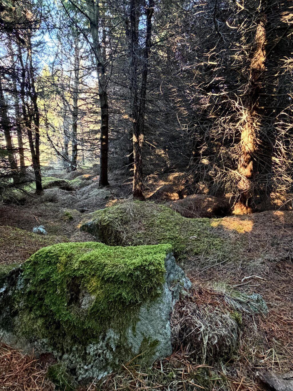 Dalurinn tók vel á móti okkur í þessari fyrstu ferð sumarsins. Gróðurinn aðeins seinni til en á sama tíma og í fyrra en veðrið var dásamlegt. Alltaf gott að komast vestur, klappa trjám, hlusta à fuglana og sjóinn. Og anda ☺️

#vestfirðir 
#keldudalur 
#weekendgetaway☀️