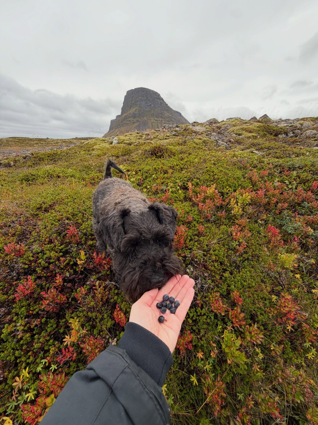 Var ég búin að segja ykkur frá fjöllunum mínum? Eða dalnum? Nú jæja, þá verðið þið bara að þola enn eina myndaseríu frá uppáhalds staðnum mínum 🥰 Það er allt önnur stemming að vera þarna að hausti og alls ekki síðri. Dramatíkin í snjókysstum hömrum á móti roðnandi lyngi…og kyrrðin nú þegar farfuglarnir eru farnir (sakna þeirra samt). Hljóðheimurinn samanstóð af sjávarnið, hrafnagargi og einstaka jarmi. Jú og skrækirnir í skógarþröstunum sem eru að missa sig í reyniberjunum.

Yndisleg helgi sem hefði mátt vera lengri en dugði samt til að fylla aðeins á birgðirnar fyrir veturinn…af berjum og andlegri ró 🥰

Hér hefði kannski dugað að skrifa: Óður til dals … en ég á það til að vera langorð 😉