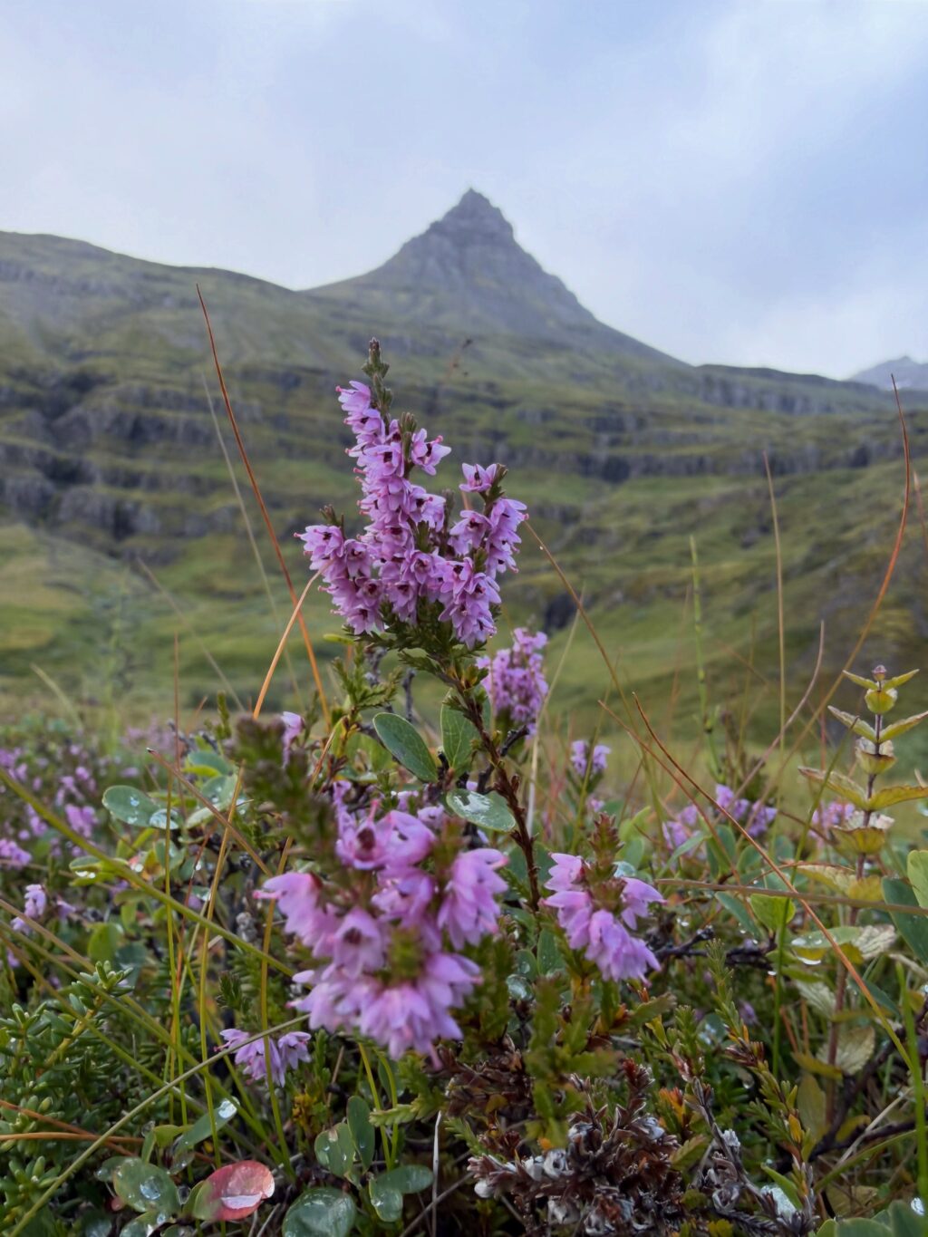 Vikuferð í Mjóafjörð í frábærum félagsskap þar sem við nærðum andann, borðuðum góðan mat, nutum fallegrar náttúru og huguðum að næstu bókum. Jú og svo vorum við með upplestur í Sólbrekku eftir messu og messukaffi í Mjóafjarðarkirkju. Þar lásum við upp úr bókunum okkar sem fara að detta í hillurnar hvað úr hverju 🤓 

Mæli með að þið fylgist með skáldkonunum @asamarinwriter og @bennyisleifs 💕