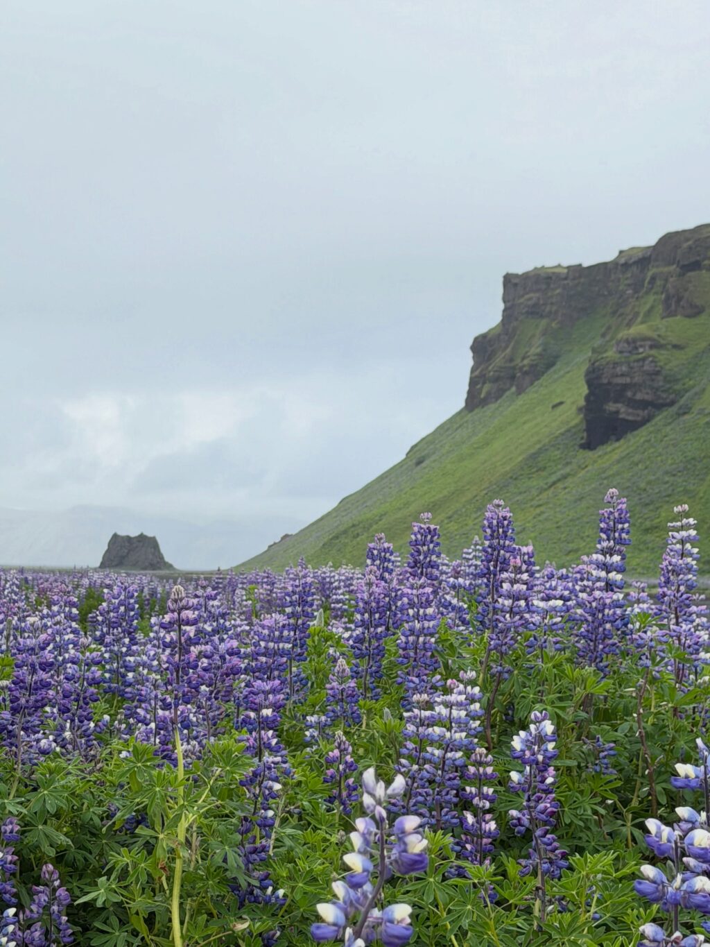 Sumarið - prt. 1
Ég var að renna yfir myndir frá sumrinu (tók að vanda sirka skrilljón) og komst að því að þrátt fyrir veður vonbrigði er þetta búið að vera gott sumar 🌸 hér koma nokkrir hápunktar:

1. Eitt af fáum sólsetrum sem við fengum fyrir vestan. Þetta skoraði hátt.

2. Ritbúðir fyrir vestan með frábæru konunum sem ég hef kynnst í gegnum rithöfunda stússið 💕

3. Lifi enn á þessum tónleikum í Royal Albert Hall. Gömlu djammararnir nutu sín í botn 🪩 

4. England og bókabúðir - kona er sátt! 🤓

5. Oxford heillaði mig meira en ég bjóst við 🤩📚💕

6. Sá loks Gígjagjá (Yoda hellirinn) 💚

7. Fallegt landslag og lúpínur gleðja alltaf 🥰 

8. Þakklát fyrir þessar og að þær nenni að skutlast með mér í ferðalög af því að ég þarf að skoða mögulegt sögusvið 🙈

9. Þessi var alveg með þetta og vissi af því 🐎

10. Yndislegur dagur á Kirkjubæjarklaustri með uppáhalds kellunum 💕

11. Kvöldkyrrð 🤗

12. Lyngrósirnar voru óvenju fallegar þetta sumarið 💜

13. Hundshornið vol. 947462188811 📸 

14. Heiðnifoss … Heiðnabergsfoss? Man ekki 🧐 

15. Mér fannst rigningin góð … en ekki í svona miklu magni ☔️

16. Og svo kom sól. Og ég tók fleiri myndir af fjöllunum 📸

17. Við tvö í dalnum = 💯💚

18. Óli bró tók þátt í Vesturgötunni. Við systur erum betri á hliðarlínunni 👏🏻 

19. Keldudals spesíal = Kakósúpa m. rjóma og tvíbökum og eitt stykki nostalgía 🥰

20. Allar rabarbarakökurnar sem ég borðaði í sumar! Og sultan. Og sýrópið 😋 Rabarbari rokkar 🤘 

#svonavarsumarið 
#photodump📸❤️