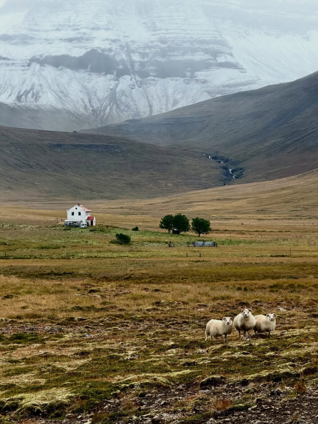 Var ég búin að segja ykkur frá fjöllunum mínum? Eða dalnum? Nú jæja, þá verðið þið bara að þola enn eina myndaseríu frá uppáhalds staðnum mínum 🥰 Það er allt önnur stemming að vera þarna að hausti og alls ekki síðri. Dramatíkin í snjókysstum hömrum á móti roðnandi lyngi…og kyrrðin nú þegar farfuglarnir eru farnir (sakna þeirra samt). Hljóðheimurinn samanstóð af sjávarnið, hrafnagargi og einstaka jarmi. Jú og skrækirnir í skógarþröstunum sem eru að missa sig í reyniberjunum.

Yndisleg helgi sem hefði mátt vera lengri en dugði samt til að fylla aðeins á birgðirnar fyrir veturinn…af berjum og andlegri ró 🥰

Hér hefði kannski dugað að skrifa: Óður til dals … en ég á það til að vera langorð 😉