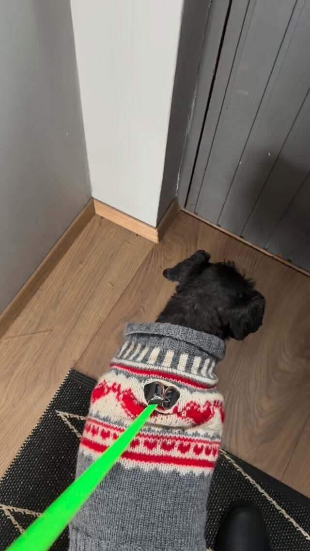 Hundalífið er hressandi 🥰 

#reykjavik 
#weatherwarning 
#winteriniceland 
#isitspring 
#rithöfundalífið