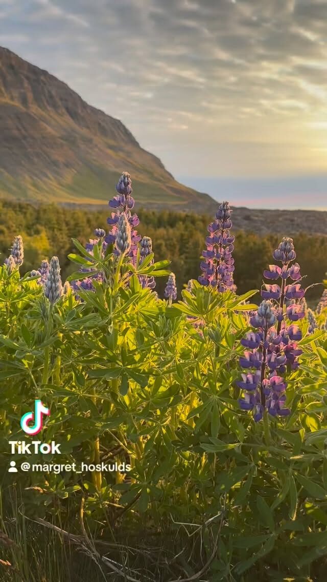 Gott í sálina að horfa á þetta myndband nú þegar snjónum kyngir niður. Líka gott að minna sig á að það eru bara ca. tveir mánuðir í að landið okkar verður svona dásamlega fallegt 🥰

#vestfirðir 
#icelandicnature 
#myhappyplace❤️ 
#calmvibes 
#náttúran