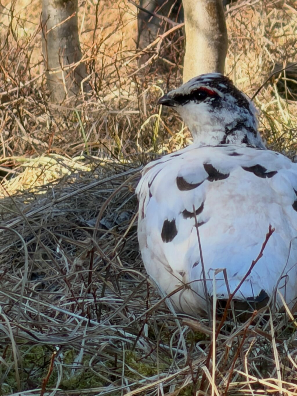 Dalurinn tók vel á móti okkur í þessari fyrstu ferð sumarsins. Gróðurinn aðeins seinni til en á sama tíma og í fyrra en veðrið var dásamlegt. Alltaf gott að komast vestur, klappa trjám, hlusta à fuglana og sjóinn. Og anda ☺️

#vestfirðir 
#keldudalur 
#weekendgetaway☀️